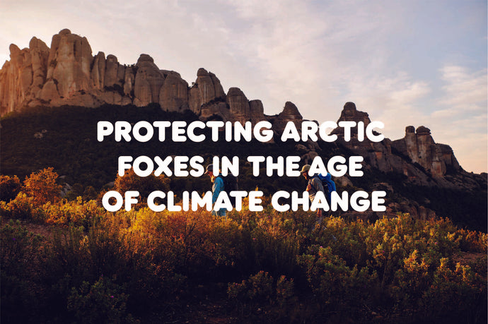 Protecting arctic foxes in the age of climate change